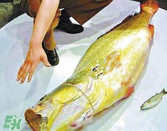 黃唇魚是海魚嗎？黃唇魚是海鮮嗎