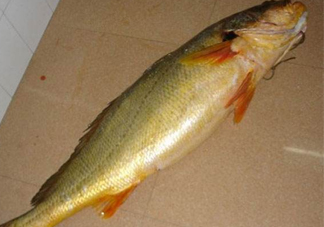 怎么鑒別金錢鳘魚膠？金錢鳘魚膠如何分辨真?zhèn)?><p><strong>怎么鑒別金錢鳘魚膠？金錢鳘魚膠如何分辨真?zhèn)?/strong></p></a></li> <li><a href=