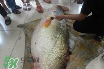 黃唇魚為什么貴？黃唇魚有什么藥用價(jià)值？