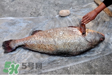 金錢(qián)鳘為什么身價(jià)上百萬(wàn)？金錢(qián)鳘真這么值錢(qián)嗎