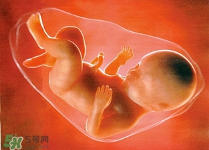 人造子宮能生孩子嗎？人造子宮成功案例