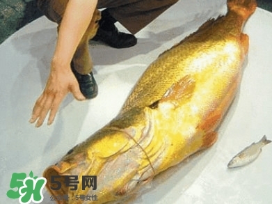 金錢鳘為什么那么貴？金錢鳘為什么能賣那么貴