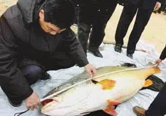 金錢鳘有什么用？金錢鳘有什么作用