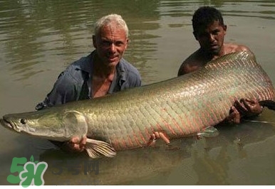 黃唇魚為什么貴？黃唇魚有什么藥用價(jià)值？