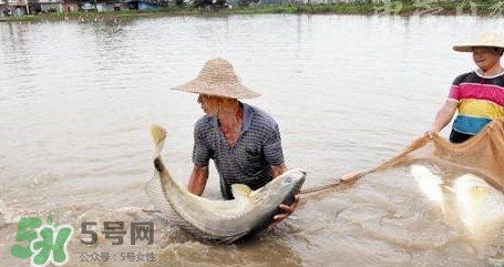 金錢鳘是哪里原產(chǎn)的？金錢鳘的產(chǎn)地在哪里