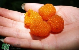 空心泡能吃嗎？空心泡與樹莓的差別