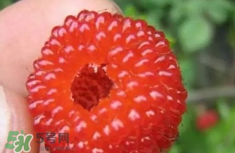 孕婦可以吃山莓嗎？孕婦能不能吃山莓