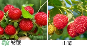 山莓有毒嗎？山莓和蛇莓的區(qū)別