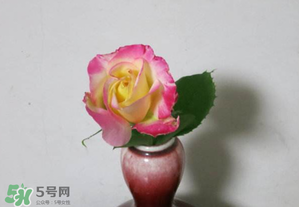 五月份可以扦插月季嗎？5月份適合插月季嗎？