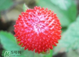 蛇莓是蛇吃的嗎？蛇莓為什么叫蛇莓？