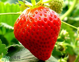 5月份可以種草莓嗎？五月份可以種草莓嗎？