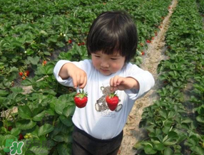 5月份能摘草莓嗎？五月份還有草莓摘嗎？