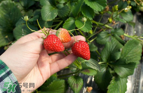 5月份能摘草莓嗎？五月份還有草莓摘嗎？