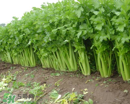 五月份可以種芹菜嗎？芹菜適合什么時候播種？