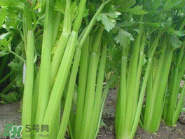 五月份可以種芹菜嗎？芹菜適合什么時候播種？