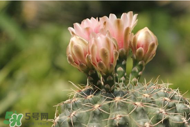五月份種什么花？5月份適合種什么花？