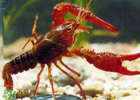 什么時(shí)候釣龍蝦最好？龍蝦幾月份能釣？
