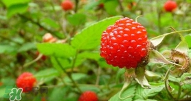 野草莓可以吃嗎？野草莓能不能吃