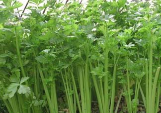 五月份可以種芹菜嗎？芹菜適合什么時候播種？