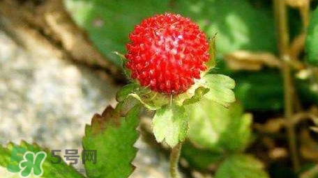 蛇莓有毒嗎？蛇莓有沒有毒