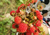 野草莓有毒嗎？野草莓有沒(méi)有毒
