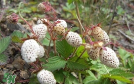 野草莓能吃嗎？野草莓圖片