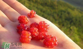 山莓怎么種植？山莓種植基地
