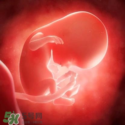胎兒在媽媽肚子里都會(huì)干啥？胎兒的神奇世界