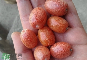羊奶果可以連皮吃嗎？羊奶果的皮可以吃嗎