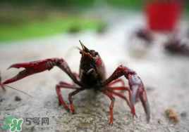 小龍蝦什么時(shí)候最好釣？什么時(shí)候可以釣小龍蝦？