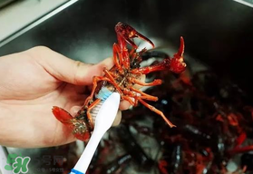 野生小龍蝦什么時(shí)候有？野生小龍蝦幾月份有？
