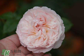 五月份可以種月季嗎？月季五月怎么養(yǎng)？