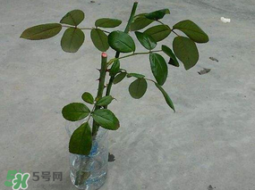 月季5月能插活嗎？月季花五月能插活嗎？