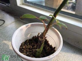 月季5月能插活嗎？月季花五月能插活嗎？