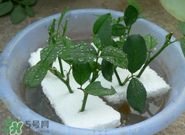 月季花什么時(shí)候插最好活？月季花怎么扦插成活率高？