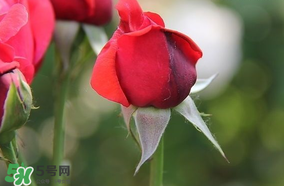 月季從有花苞到開花需要多久？月季花苞到開花要多久？