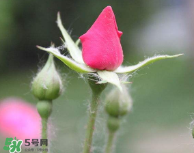 月季從有花苞到開花需要多久？月季花苞到開花要多久？