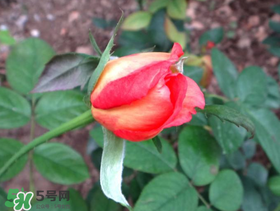 月季從有花苞到開花需要多久？月季花苞到開花要多久？