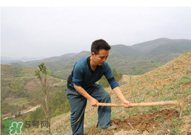 五月份能種樹嗎？五月份種樹能活嗎？