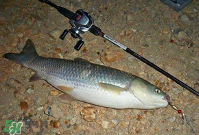 五月份能釣草魚嗎？五月份釣草魚用什么餌料？