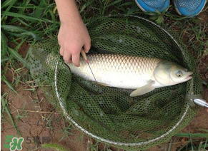 五月份能釣草魚嗎？五月份釣草魚用什么餌料？