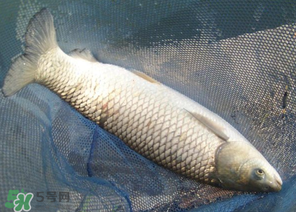 5月份怎么釣草魚(yú)？五月份怎么釣草魚(yú)？