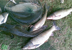 5月份怎么釣草魚(yú)？五月份怎么釣草魚(yú)？