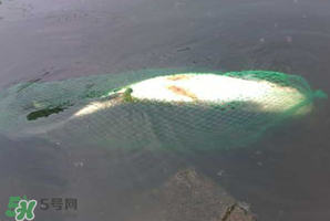 5月份怎么釣草魚(yú)？五月份怎么釣草魚(yú)？