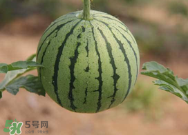 五月份可以種西瓜嗎？五月份怎么種西瓜？