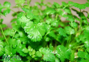 5月份能種香菜嗎？五月份能種香菜嗎？