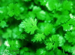 5月份能種香菜嗎？五月份能種香菜嗎？