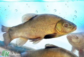 ?五月份吃什么魚？5月份吃什么魚？
