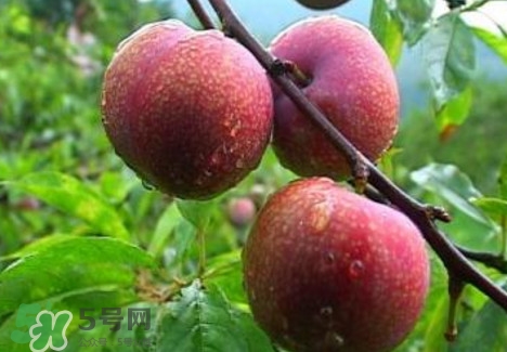 三華李種植幾年可掛果？三華李什么時候種植
