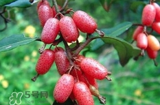 羊奶果要剝皮嗎？羊奶果剝皮還是帶皮吃好？